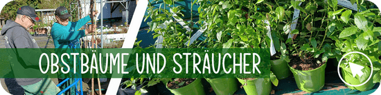 Obstbäume Gärtnerei