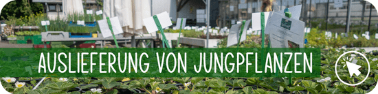 Jungpflanzen