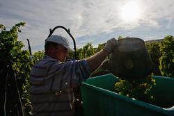 Weinlese