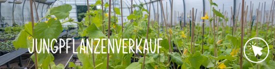 Gemüse aus der Gärtnerei