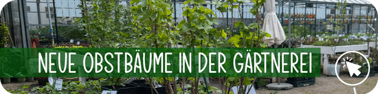 Jungpflanzen Gärtnerei