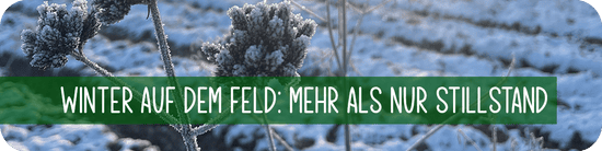 Winter auf den Feldern