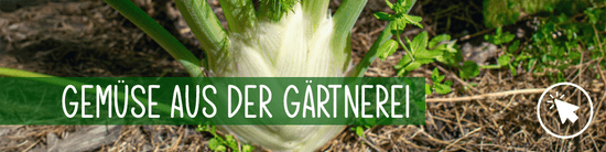 KI generiert: Das Bild zeigt grünes Gemüse, vermutlich Fenchel, das auf Erde in einer Gärtnerei wächst. Darüber liegt ein grüner Banner mit der Aufschrift "GEMÜSE AUS DER GÄRTNEREI" und einem grafischen Mausklick-Symbol.