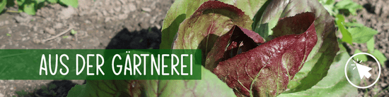 Gemüse aus der Gärtnerei