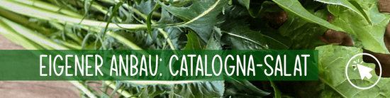KI generiert: Auf dem Bild sind frische Blätter von Catalogna-Salat zu sehen, begleitet von einem Text, der den eigenen Anbau des Salats thematisiert. Der Hauptinhalt ist die Darstellung des Salats mit Hinweisen auf den Anbau.