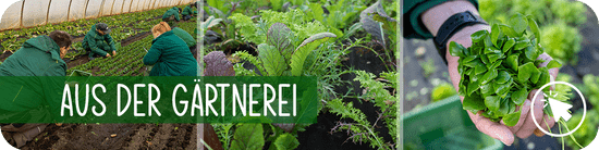 Gemüse aus der Gärtnerei