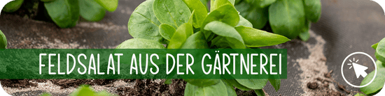 Feldsalat