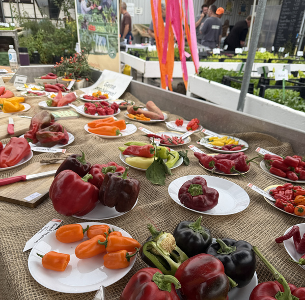 Tomaten und Chiliverkostung