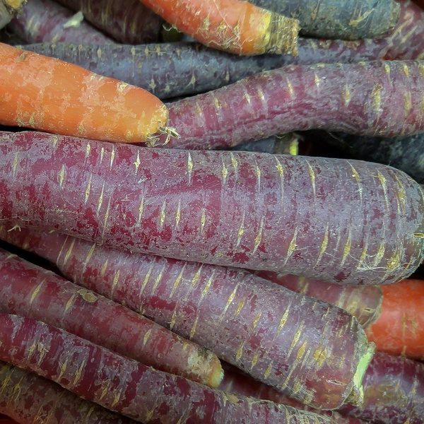 Produktfoto zu Möhren Purple Haze