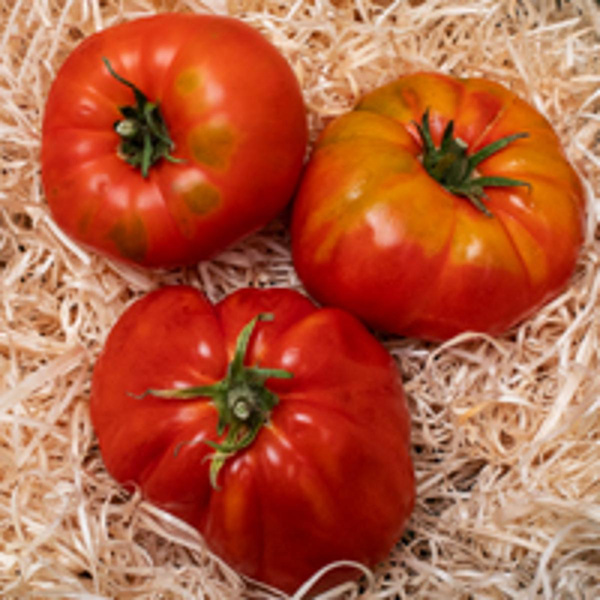 Produktfoto zu Fleischtomate Ochsenherz