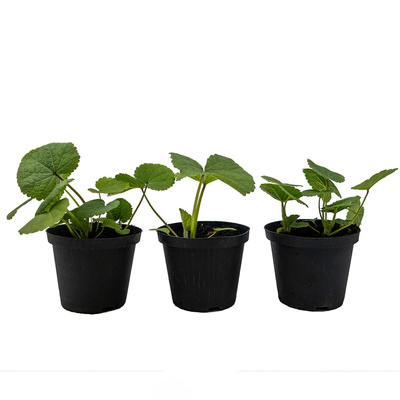 Produktfoto zu Bienenfreundliche Stauden, 3 Töpfe