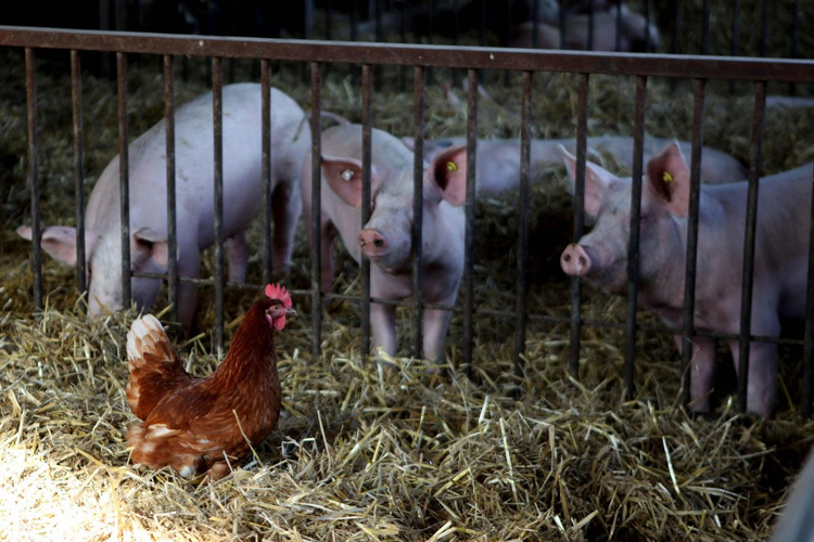 Schweine und Huhn