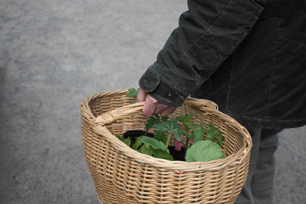 Korb mit Jungpflanzen