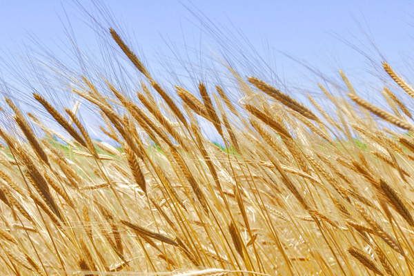 Einkorn auf dem Acker