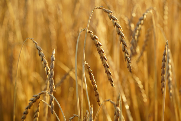 Dinkel auf dem Acker