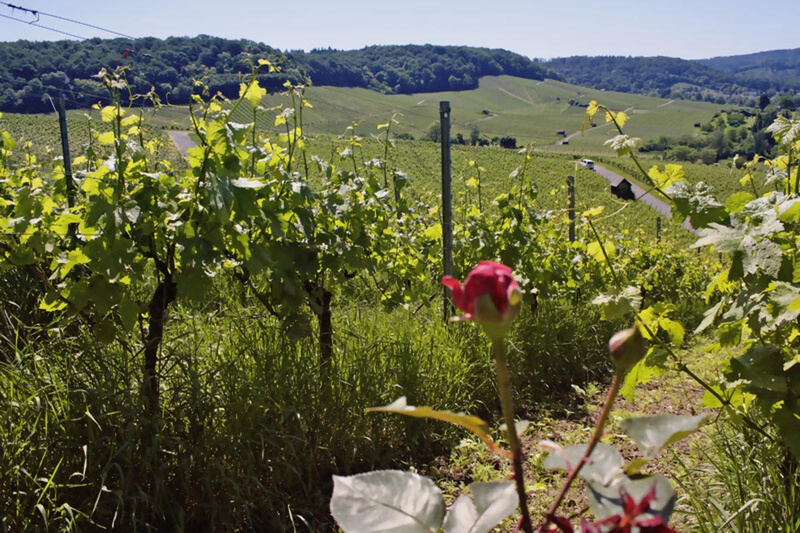 Weine aus Deutschland & Österreich