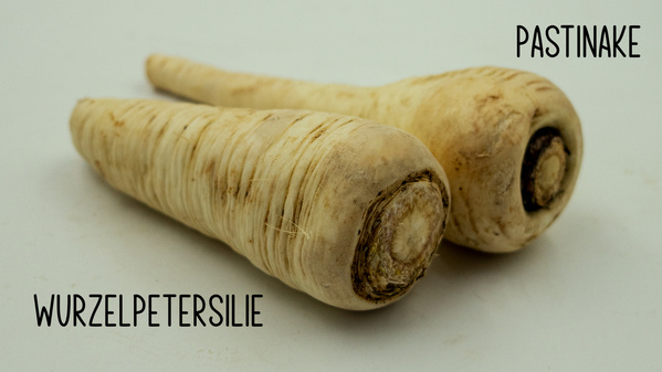 Pastinake Wurzelpetersilie
