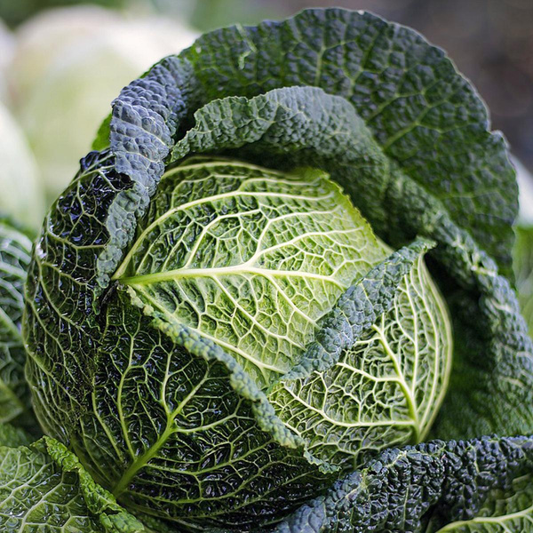 Produktfoto zu Wirsing, 600g+