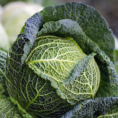 Produktfoto zu Wirsing, 650g+