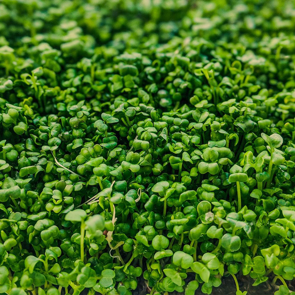 Produktfoto zu Kresseschälchen