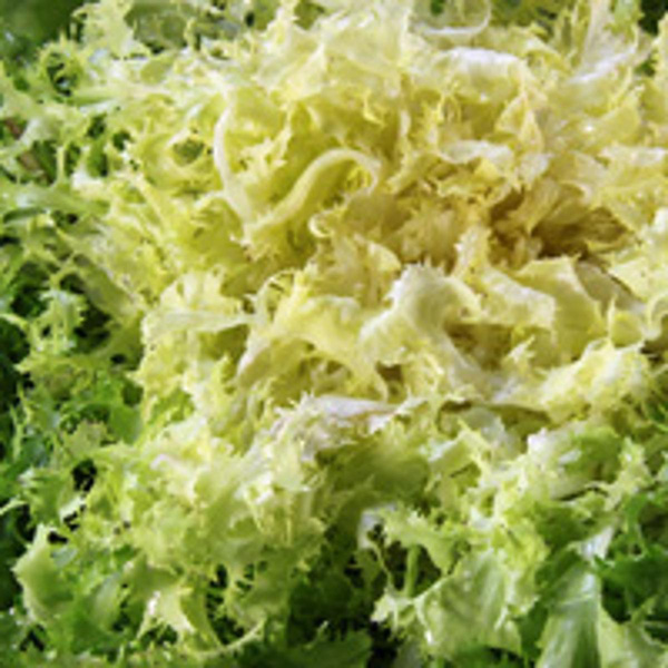 Produktfoto zu Endivien Frisèe