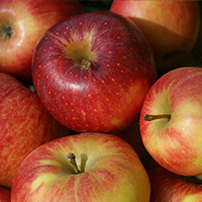 Produktfoto zu Apfel Jonagored