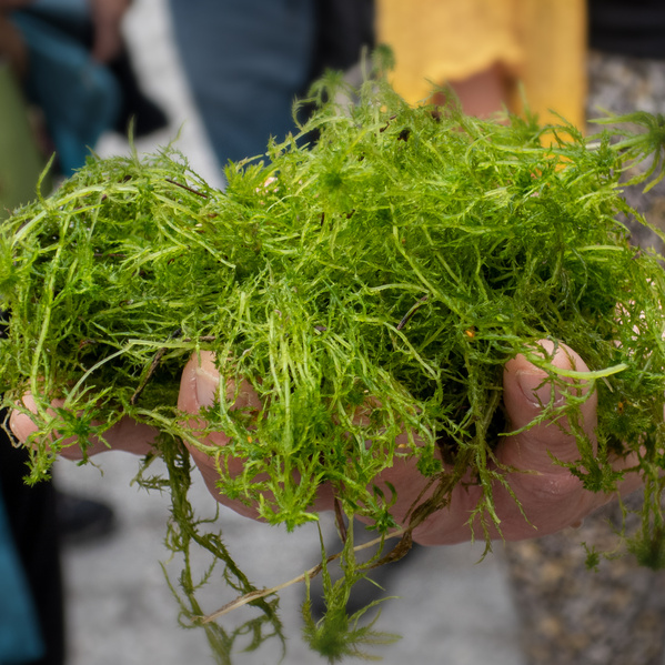 Hand mit Moorpflanze