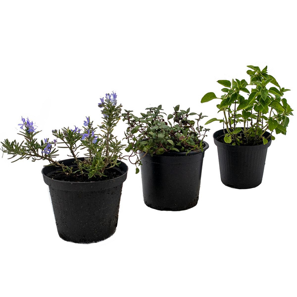 Produktfoto zu Mediterraner Kräuter, 3 Töpfe