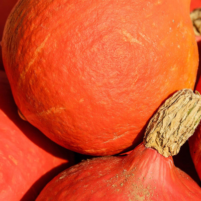 Produktfoto zu Kürbis Hokkaido