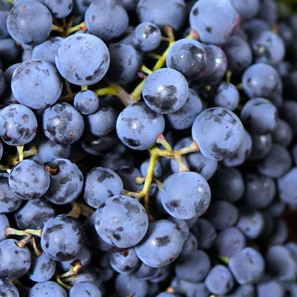 Produktfoto zu Trauben blau Muskat
