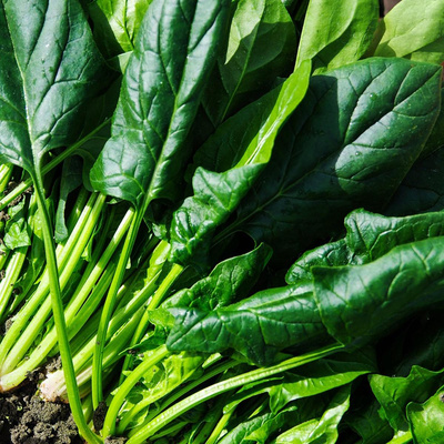 Produktfoto zu Spinat