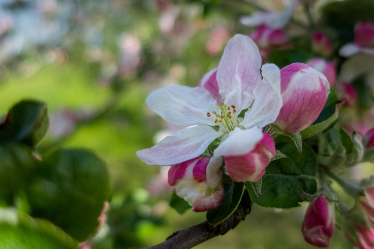 Frühling in der Gärtnerei