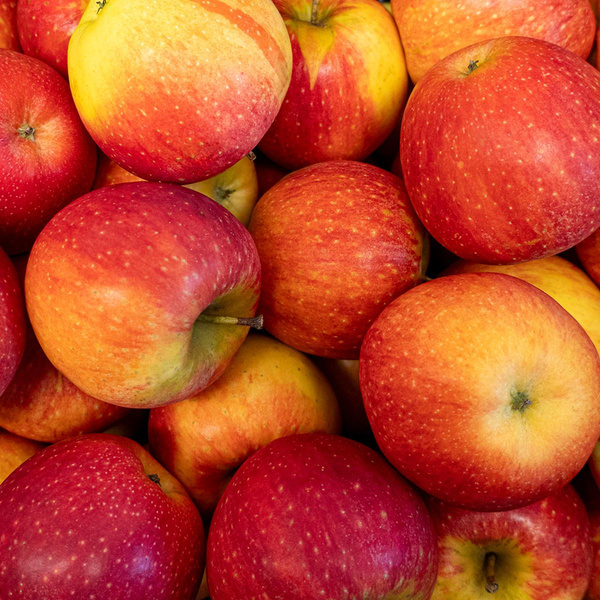 Produktfoto zu Apfel Wurtwinning