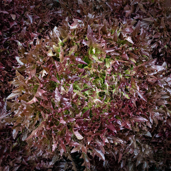 Produktfoto zu Salanova Salat, versch. Sorten