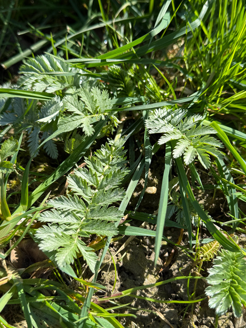 Kräuterwanderung
