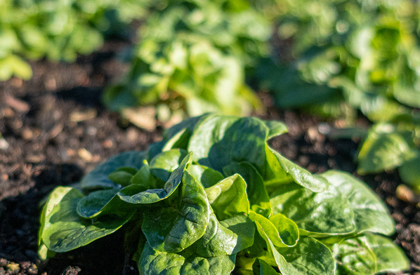 KI generiert: Nahaufnahme von Spinatpflanzen im Gartenbeet. Kein Text im Bild.