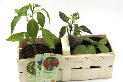 Produktfoto zu Chili Mix, 3 Töpfe