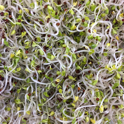 Produktfoto zu Brokkolisprossen 70g