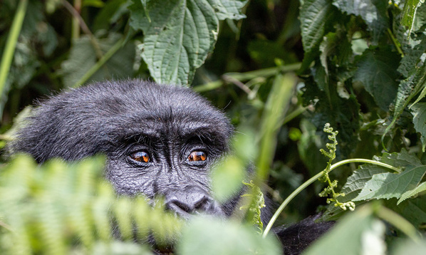 Gorilla