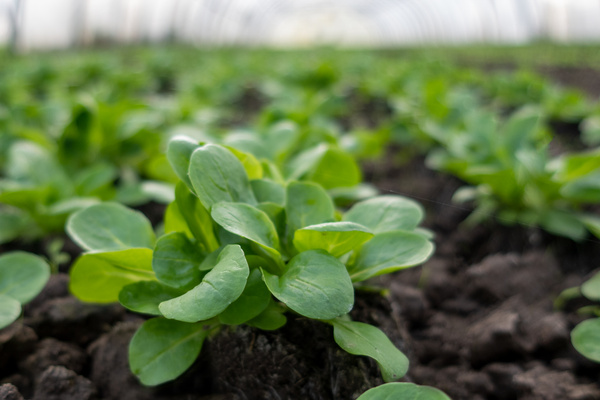 KI generiert: Nahaufnahme von grünem Salat, der in Reihen auf einem Feld wächst.