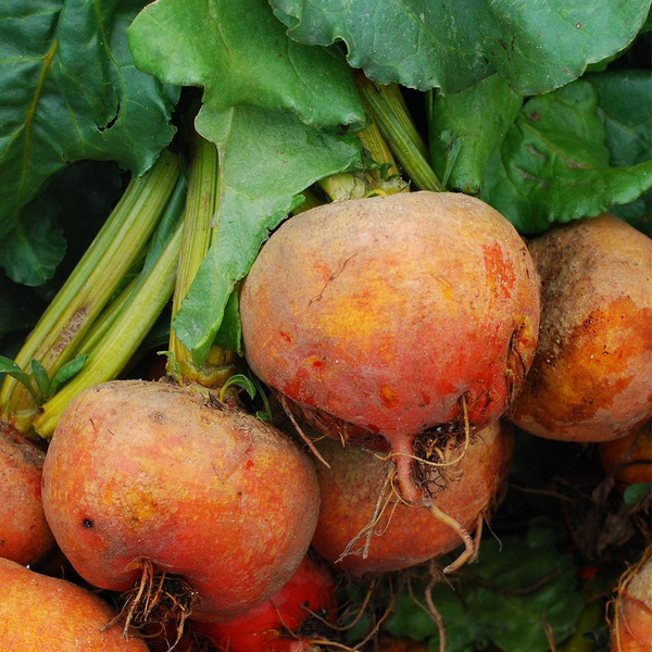 Produktfoto zu Gelbe_Rote Bete, im Bund