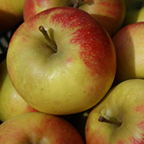 Produktfoto zu Apfel Sansarena, neue Ernte
