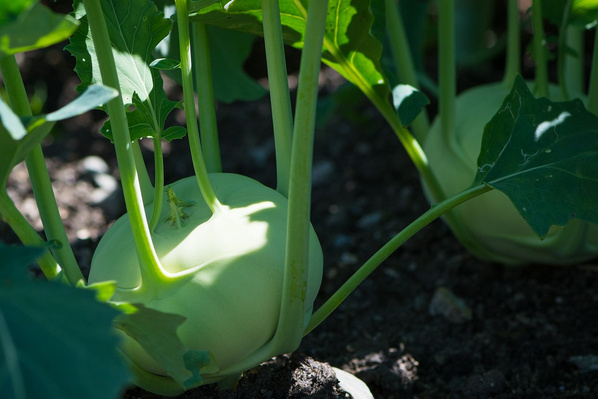 Zucchini