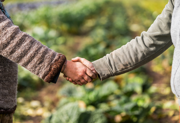 KI generiert: Zwei Personen geben sich in einem Gemüsefeld die Hand.