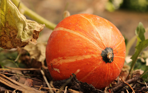 Köstliche Herbstzeit