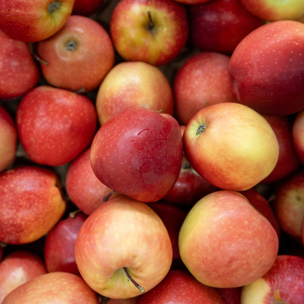 Produktfoto zu Apfel Royal Gala