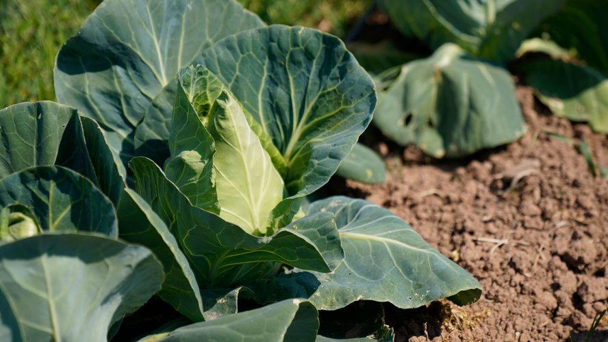 Rezeptbild für Carbonara-Quiche mit Spitzkohl und Zucchini