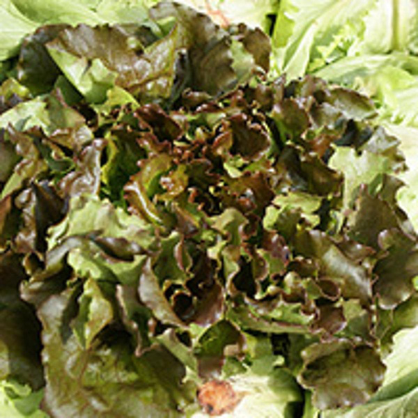 Produktfoto zu Batavia-Salat rot