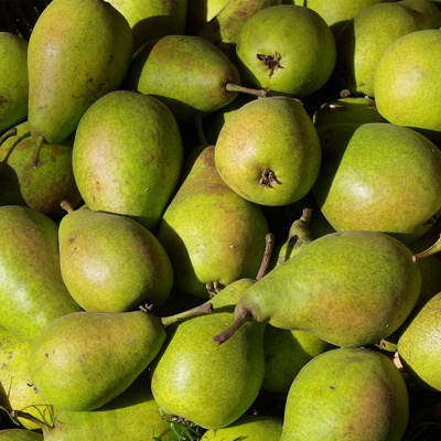 Produktfoto zu Birne der Saison