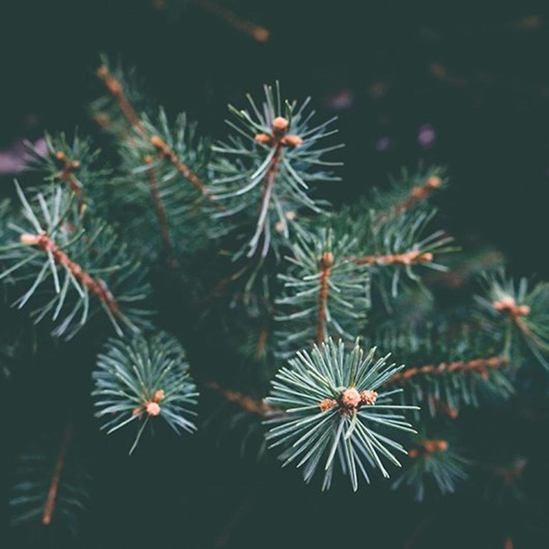 Bio-Weihnachtsbäume